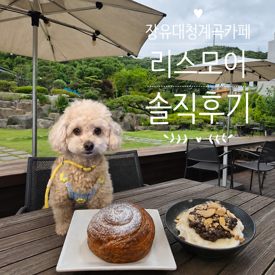 [김해] 강아지도 좋아하는 정원과 테라스, 애견동반카페