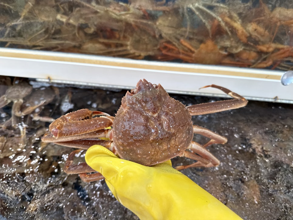 수조에서 꺼낸 대게. 살이 꽉 찬 개체를 골라 낸다고 소개하는 곳입니다.